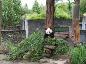成都游:宽窄巷子+熊猫基地